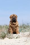 SHAR-PEI 128